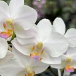 In Spike Phalaenopsis Hatuyuki 'Nagoriyuki' (2.5" pot)