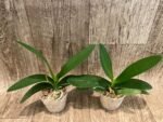 In Spike Phalaenopsis Hatuyuki 'Nagoriyuki' (2.5" pot) - Image 6