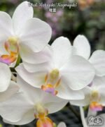 Phalaenopsis Hatuyuki 'Nagoriyuki' (2.5” Pot) - Image 2