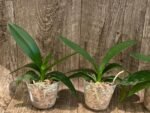Phalaenopsis Hatuyuki 'Nagoriyuki' (2.5” Pot) - Image 3