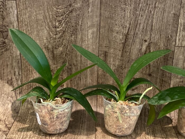 Phalaenopsis Hatuyuki 'Nagoriyuki' (2.5” Pot) - Image 3