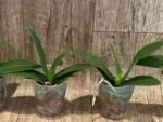 Fragrant Phalaenopsis Liu's Triprince 'Splash' SM/TOGA (2.5” Pot) - Image 3