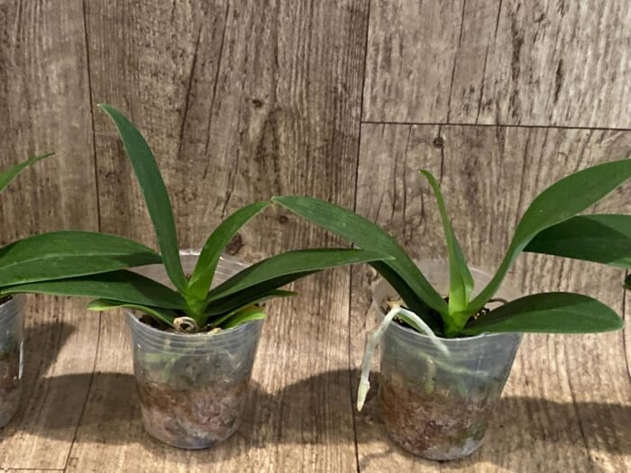 Fragrant Phalaenopsis Liu's Triprince 'Splash' SM/TOGA (2.5” Pot) - Image 3