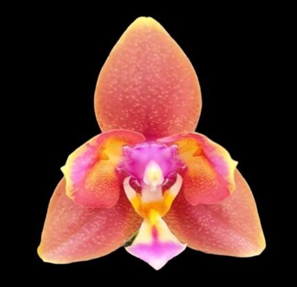 Fragrant Phalaenopsis Meidarland Chambe '3253' Peloric (2.5” Pot)