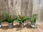 Phalaenopsis Yushan Fairy Go (2.5” Pot) - Image 5