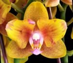 Phalaenopsis Lioulin Orange Peloric 2 Eyes (2.5” Pot)