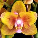 Phalaenopsis Lioulin Orange Peloric 2 Eyes