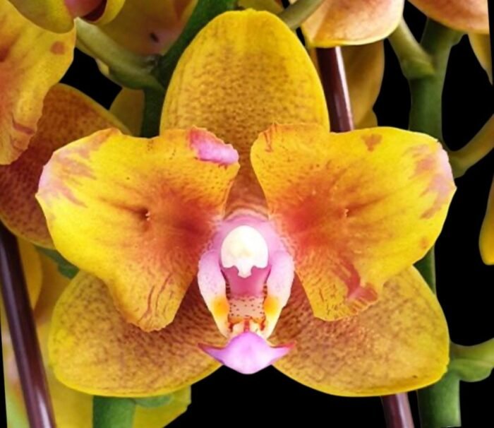 Phalaenopsis Lioulin Orange Peloric 2 Eyes (2.5” Pot) - Image 1