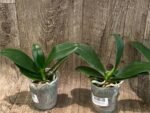 Phalaenopsis Lioulin Orange Peloric 2 Eyes (2.5” Pot) - Image 2