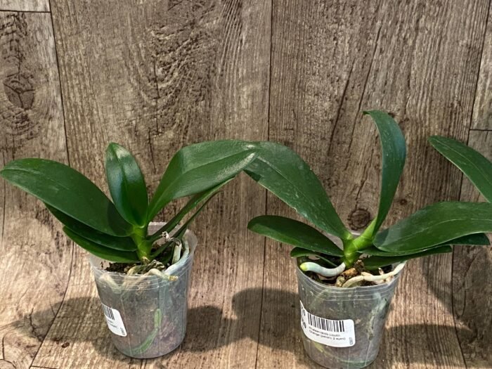 Phalaenopsis Lioulin Orange Peloric 2 Eyes (2.5” Pot) - Image 2