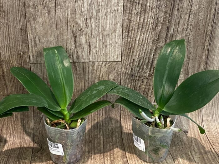 Phalaenopsis Lioulin Orange Peloric 2 Eyes (2.5” Pot) - Image 3