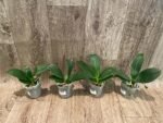 Phalaenopsis Lioulin Orange Peloric 2 Eyes (2.5” Pot) - Image 4
