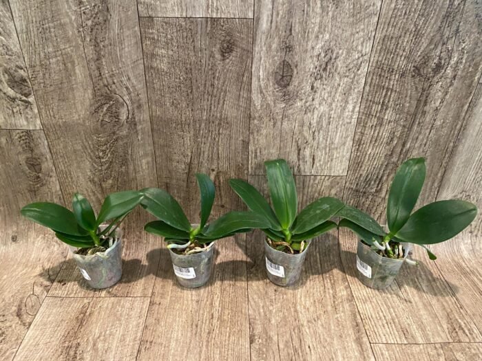 Phalaenopsis Lioulin Orange Peloric 2 Eyes (2.5” Pot) - Image 4