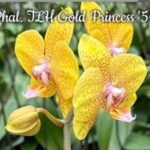 Fragrant Phalaenopsis TLH Gold Princess '515'