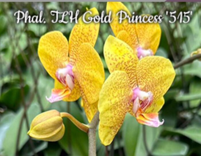 Fragrant Phalaenopsis TLH Gold Princess '515' (2.5” Pot) - Image 1