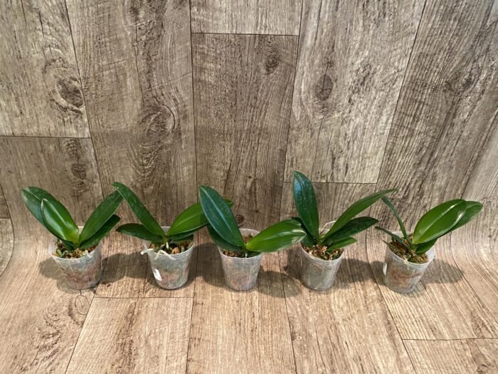 Fragrant Phalaenopsis TLH Gold Princess '515' (2.5” Pot) - Image 4
