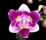 Phalaenopsis Lioulin Grape Peloric 3 Lips (2.5” Pot)