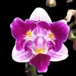 Phalaenopsis Lioulin Grape Peloric 3 Lips (2.5” Pot)