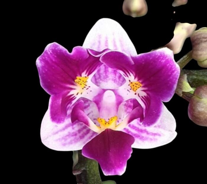 Phalaenopsis Lioulin Grape Peloric 3 Lips (2.5” Pot) - Image 1