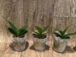 Phalaenopsis Lioulin Grape Peloric 3 Lips (2.5” Pot) - Image 3