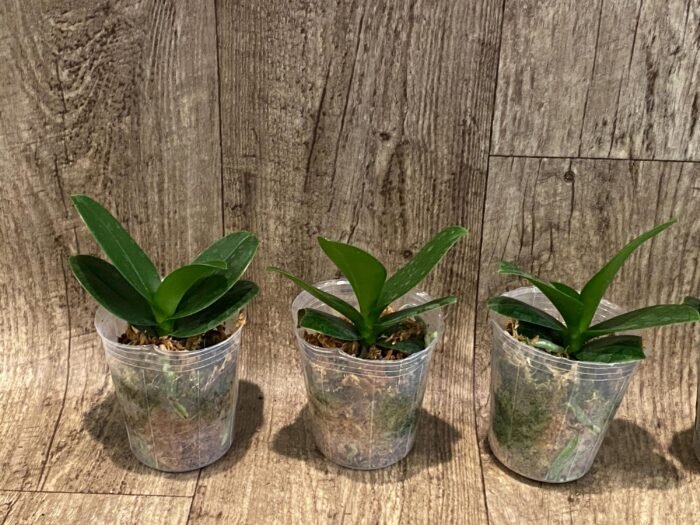 Phalaenopsis Lioulin Grape Peloric 3 Lips (2.5” Pot) - Image 3