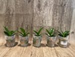 Phalaenopsis Lioulin Grape Peloric 3 Lips (2.5” Pot) - Image 5