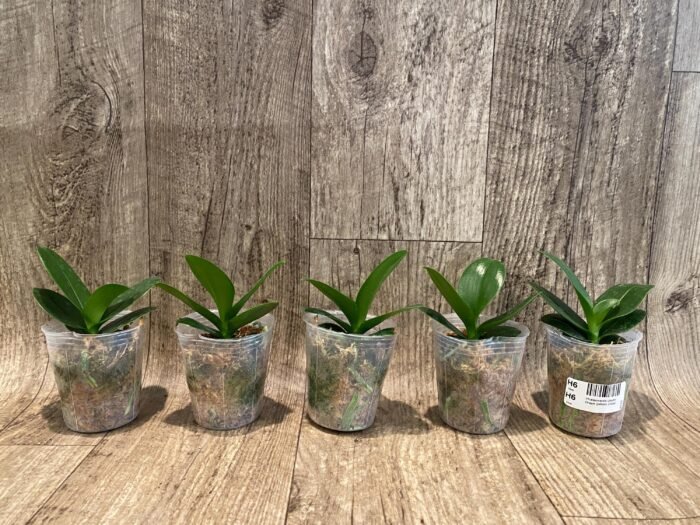 Phalaenopsis Lioulin Grape Peloric 3 Lips (2.5” Pot) - Image 5
