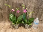 Double Spikes Phalaenopsis I-Hsin Golden Tangerine Ice "Purple" (3" pot) - Image 6