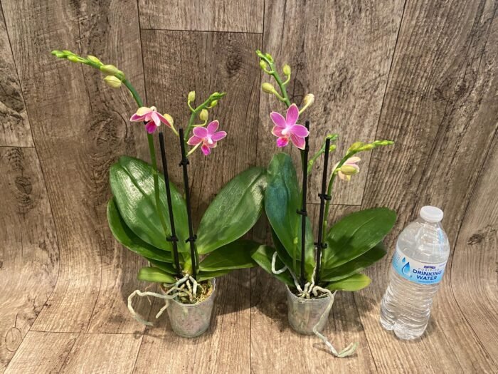 Double Spikes Phalaenopsis I-Hsin Golden Tangerine Ice "Purple" (3" pot) - Image 6