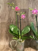 Double Spikes Phalaenopsis I-Hsin Golden Tangerine Ice "Purple" (3" pot) - Image 8