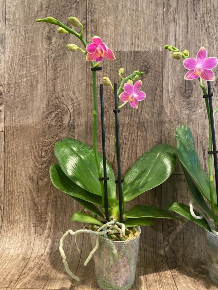 Double Spikes Phalaenopsis I-Hsin Golden Tangerine Ice "Purple" (3" pot) - Image 8