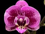 Double Spikes Phalaenopsis Yu Pin Burgundy (3" pot)
