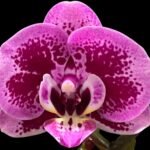 Double Spikes Phalaenopsis Yu Pin Burgundy (3" pot)