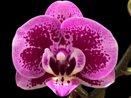 Double Spikes Phalaenopsis Yu Pin Burgundy (3" pot)
