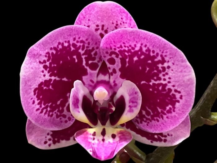 Double Spikes Phalaenopsis Yu Pin Burgundy (3" pot) - Image 1