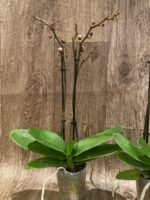 Double Spikes Phalaenopsis Yu Pin Burgundy (3" pot) - Image 5