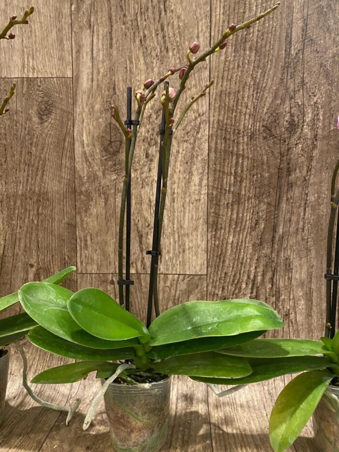 Double Spikes Phalaenopsis Yu Pin Burgundy (3" pot) - Image 7