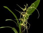 In Spike - Brassia Aunty Diana Aki (Brs. caudata alba x Edvah Loo) (3.5” pot)