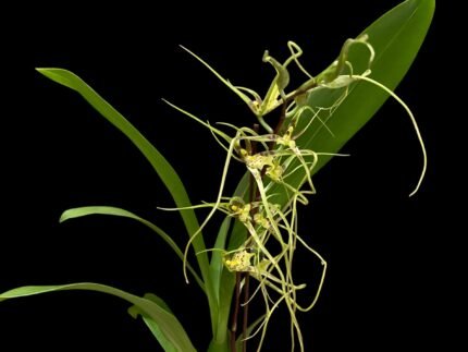 In Spike - Brassia Aunty Diana Aki (Brs. caudata alba x Edvah Loo) (3.5” pot)