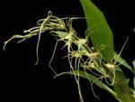In Spike - Brassia Aunty Diana Aki (Brs. caudata alba x Edvah Loo) (3.5” pot) - Image 3