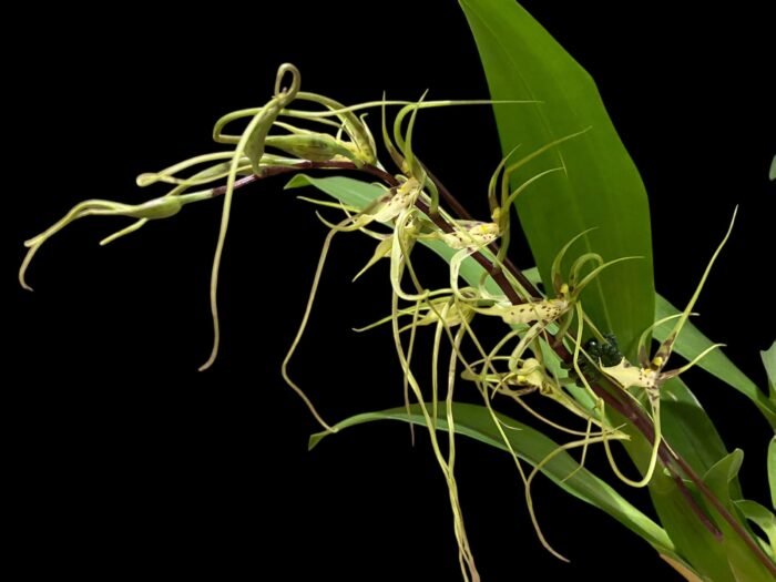 In Spike - Brassia Aunty Diana Aki (Brs. caudata alba x Edvah Loo) (3.5” pot) - Image 3