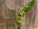 In Spike - Brassia Aunty Diana Aki (Brs. caudata alba x Edvah Loo) (3.5” pot) - Image 5
