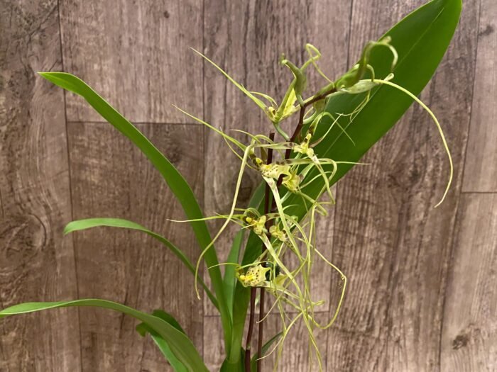 In Spike - Brassia Aunty Diana Aki (Brs. caudata alba x Edvah Loo) (3.5” pot) - Image 5
