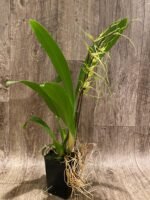 In Spike - Brassia Aunty Diana Aki (Brs. caudata alba x Edvah Loo) (3.5” pot) - Image 8