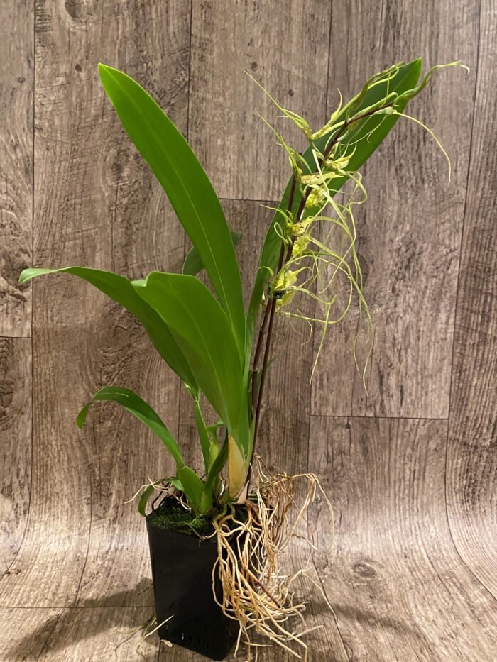 In Spike - Brassia Aunty Diana Aki (Brs. caudata alba x Edvah Loo) (3.5” pot) - Image 8