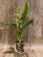 In Spike - Brassia Aunty Diana Aki (Brs. caudata alba x Edvah Loo) (3.5” pot) - Image 7