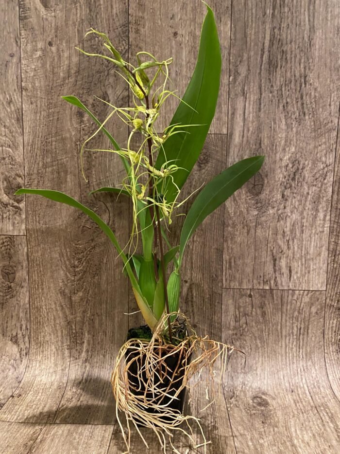 In Spike - Brassia Aunty Diana Aki (Brs. caudata alba x Edvah Loo) (3.5” pot) - Image 7