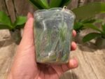 Double Spikes Phalaenopsis Jungle (3.5" pot) - Image 10