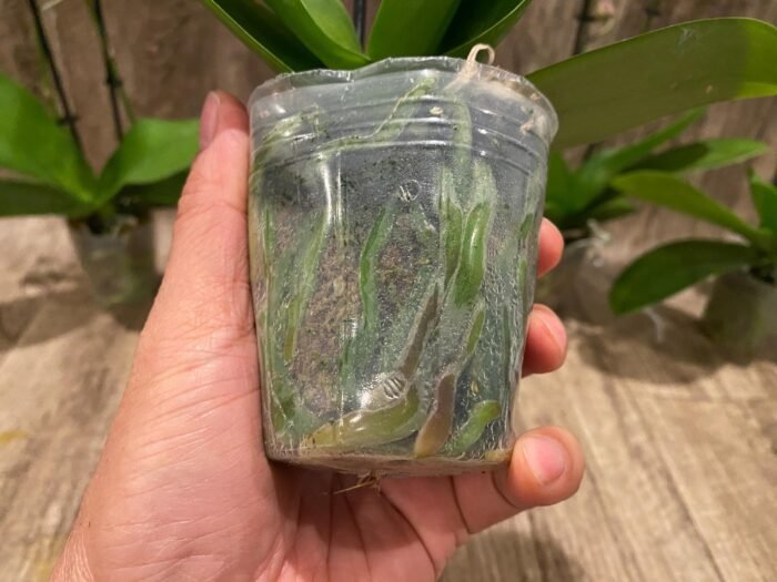 Double Spikes Phalaenopsis Jungle (3.5" pot) - Image 10