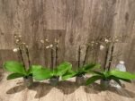 Double Spikes Phalaenopsis Jungle (3.5" pot) - Image 4